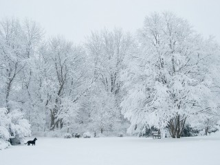 snowstorm-and-millie.jpg